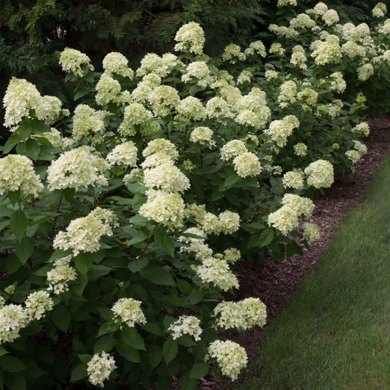 Hydrangeas – Yard 'N Garden Land