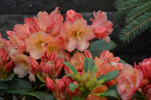 Rhododendrons – Yard 'N Garden Land