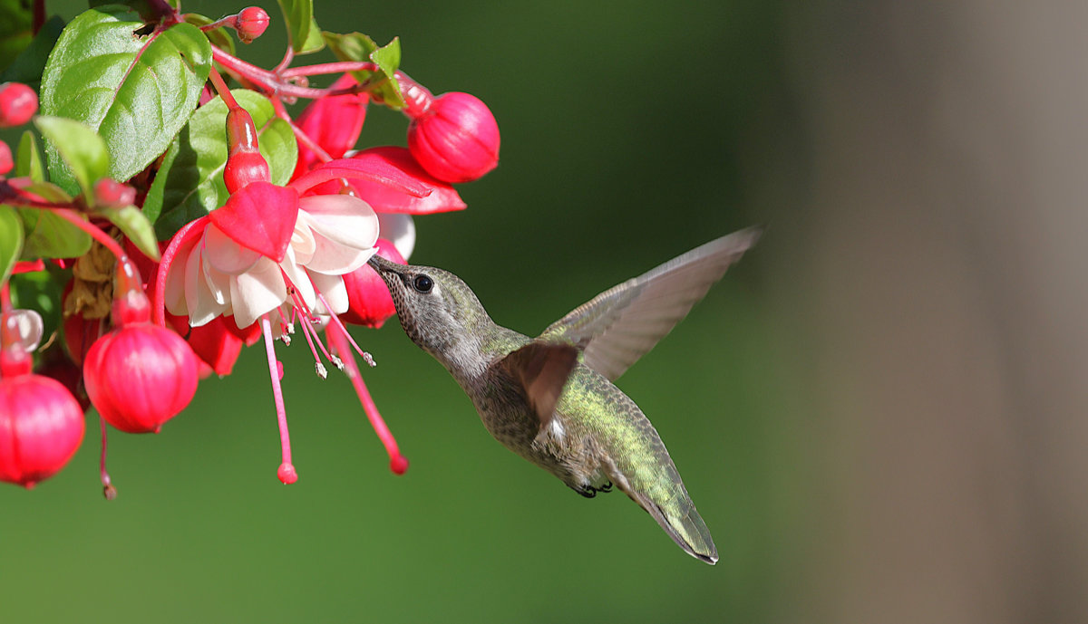 Hummingbird Favorites