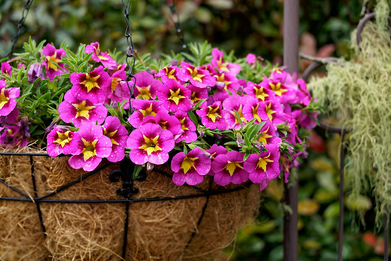 Keeping pots and hanging baskets beautiful through the summer