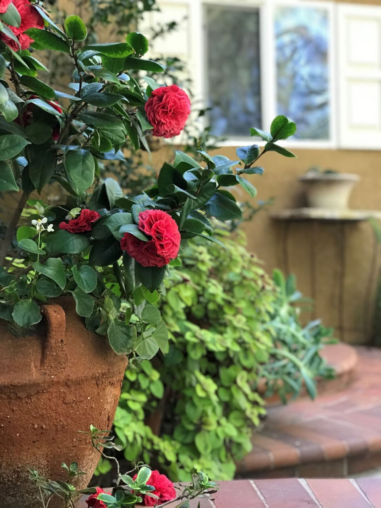 Camellias – Yard 'N Garden Land