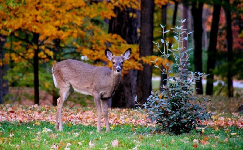 Deer resistant plants