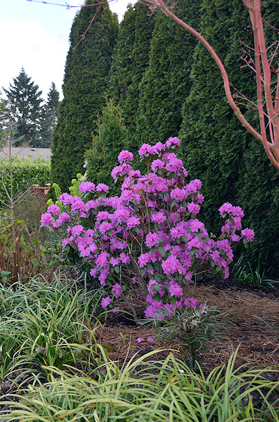 Rhododendrons for 2020