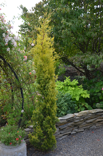 Columnar Plants For Tight Areas Yard, Evergreen Garden Supply Vancouver