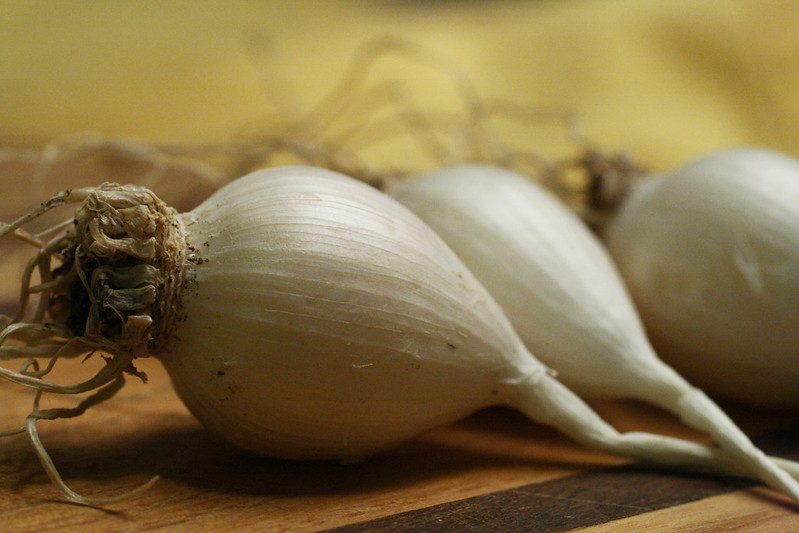 Planting Garlic