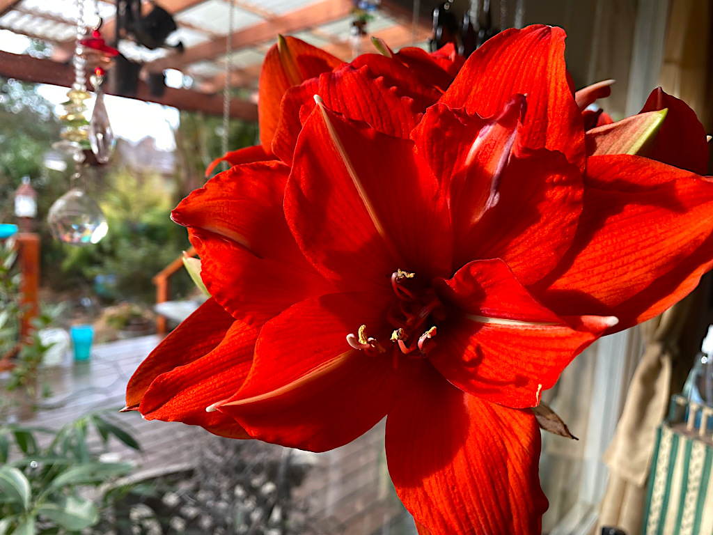 Amaryllis