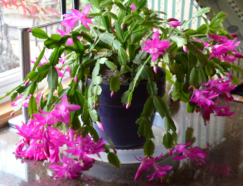Thanksgiving Cactus vs. Christmas Cactus – what is the difference?