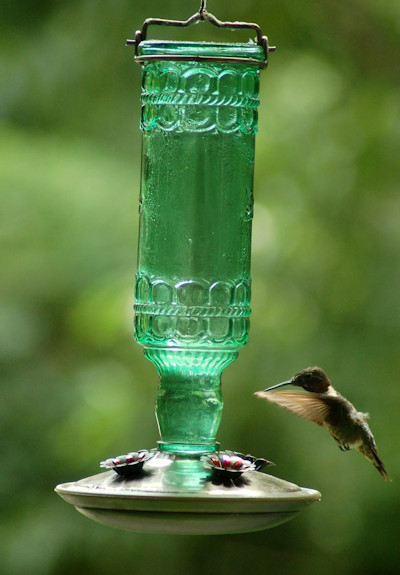 Feeding hummingbirds during the winter