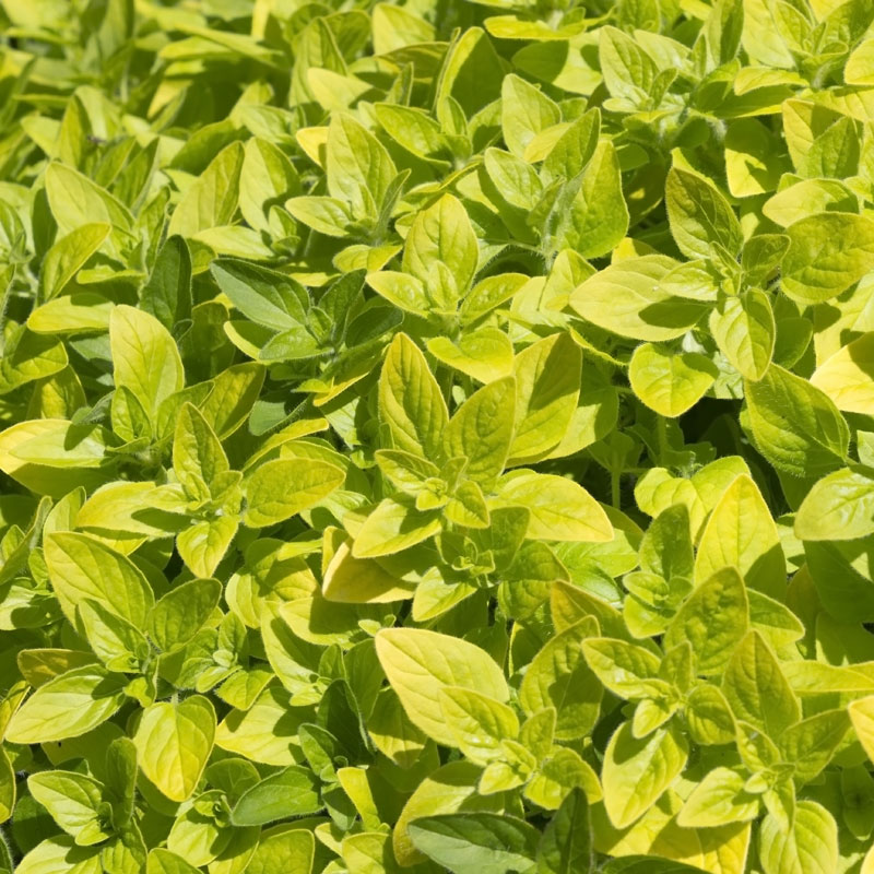 Basil, Rosemary, Oregano & Curry Plant