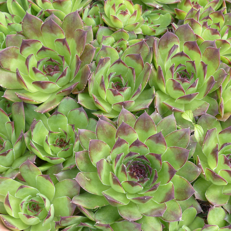 Groundcovers, Hardy Succulents & Vines – Yard 'N Garden Land