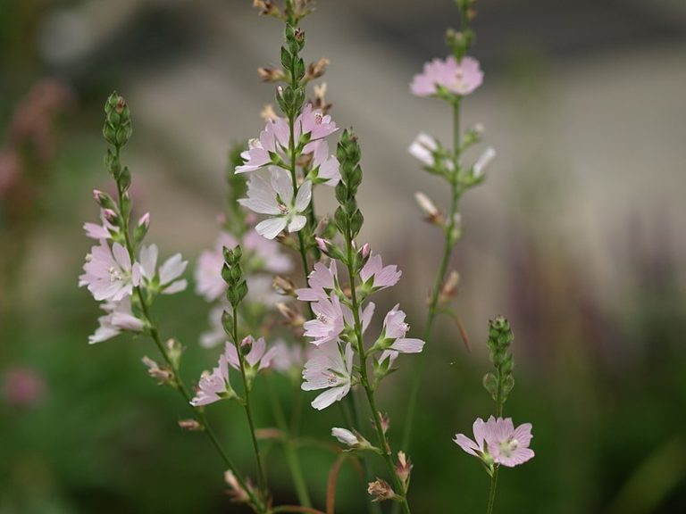 Native Plants at Yard n’ Garden Land – Yard 'N Garden Land