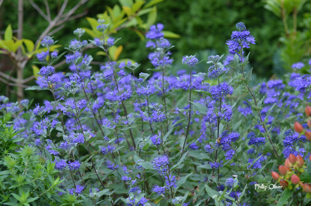 Image of Caryopteris x clandonensis blue flowers