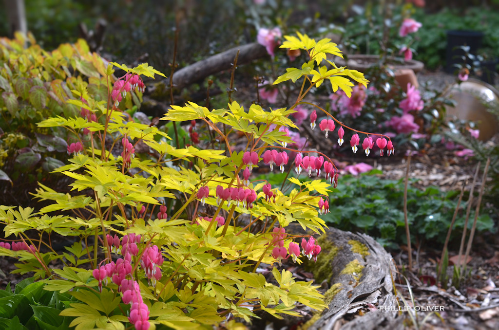Gardening Calendar – Yard 'N Garden Land