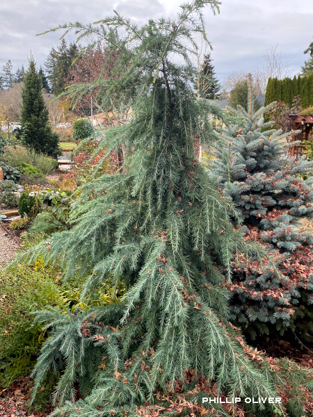 Deodar Cedar 'Feelin' Blue' - The much-admired deodar cedar can be too large for most gardens but here is a variety that is much smaller. Growing 4-6', sometimes not developing a leader, allowing it to sprawl on the ground from 6-10 ft.