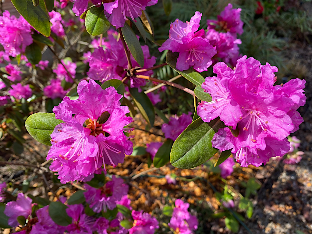 Rhododendron ‘PJM’