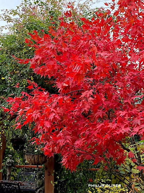 Japanese Maples Fall Color