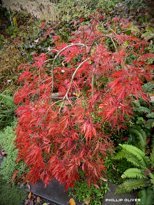 Japanese Maples Fall Color Yard N Garden Land