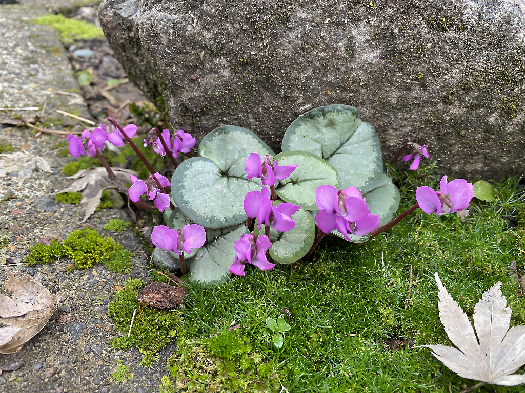 Garden Activities for February