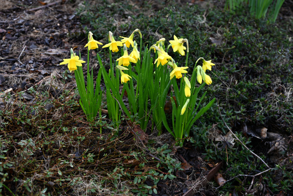 Gardening Activities for March