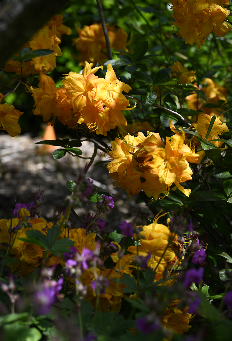 Garden Activities for May
