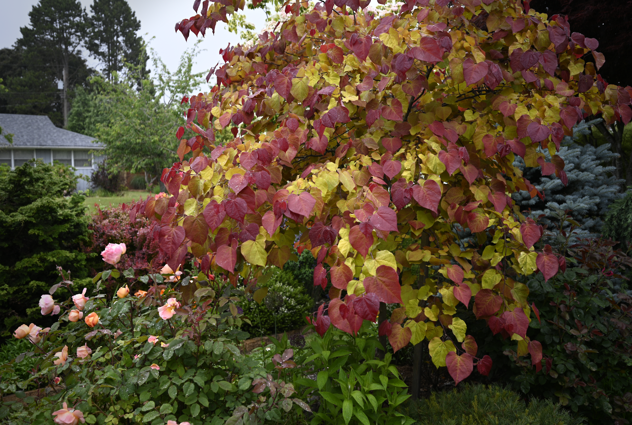 Garden Activities for June