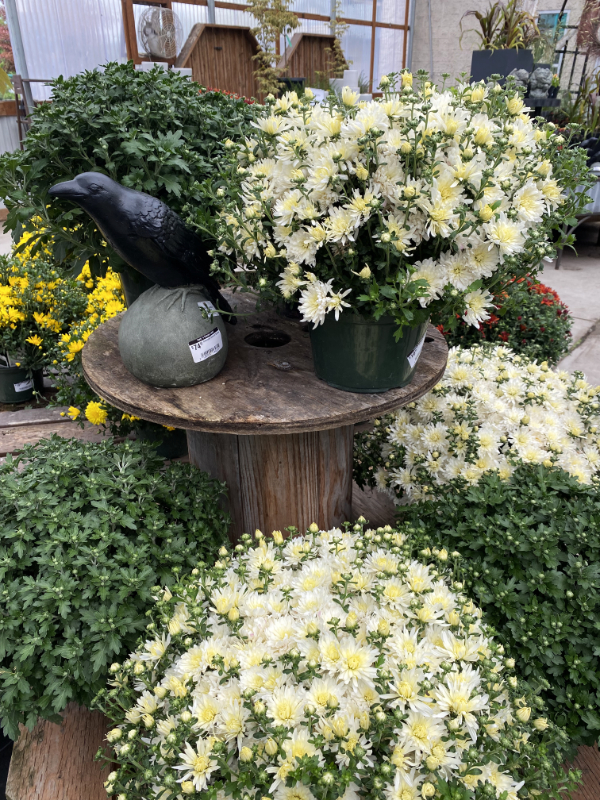 Fall Container Plants