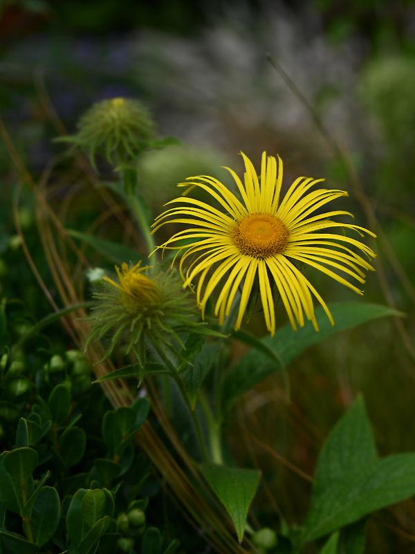Garden Activities for August
