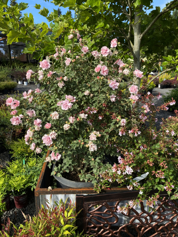 Rose of Sharon