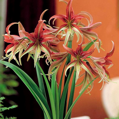 Gardening Activities for December