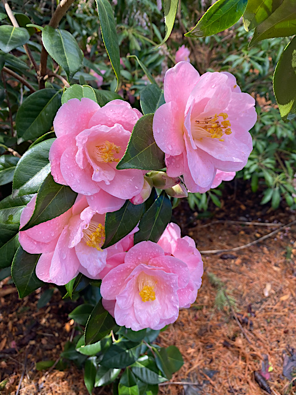 Winter Flowering Shrubs