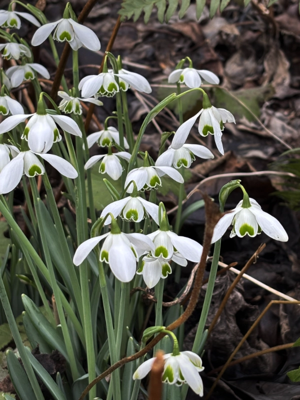 Gardening Activities for March