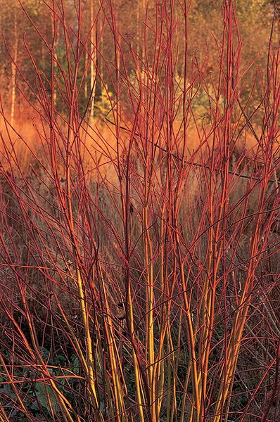 Native Plants