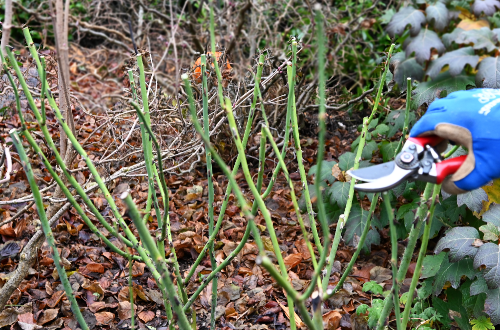 Pruning Roses