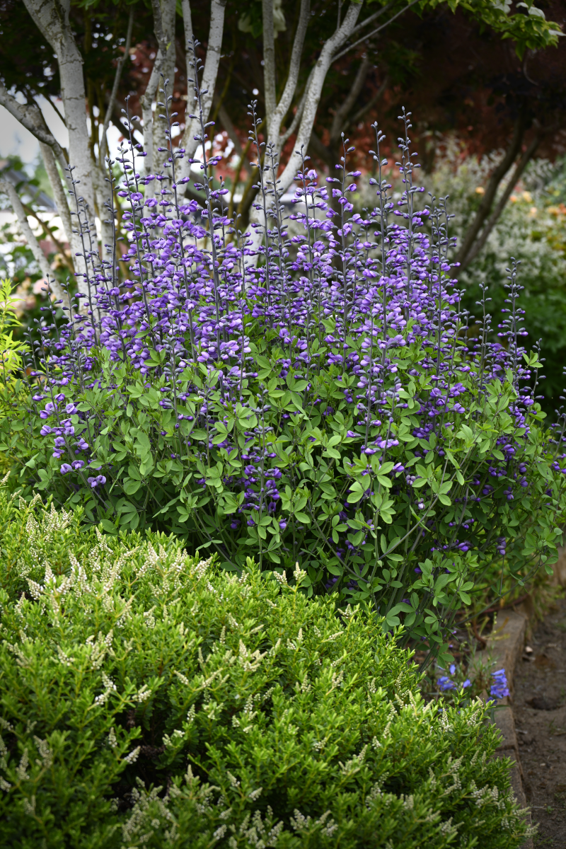 Baptisia (False Indigo)