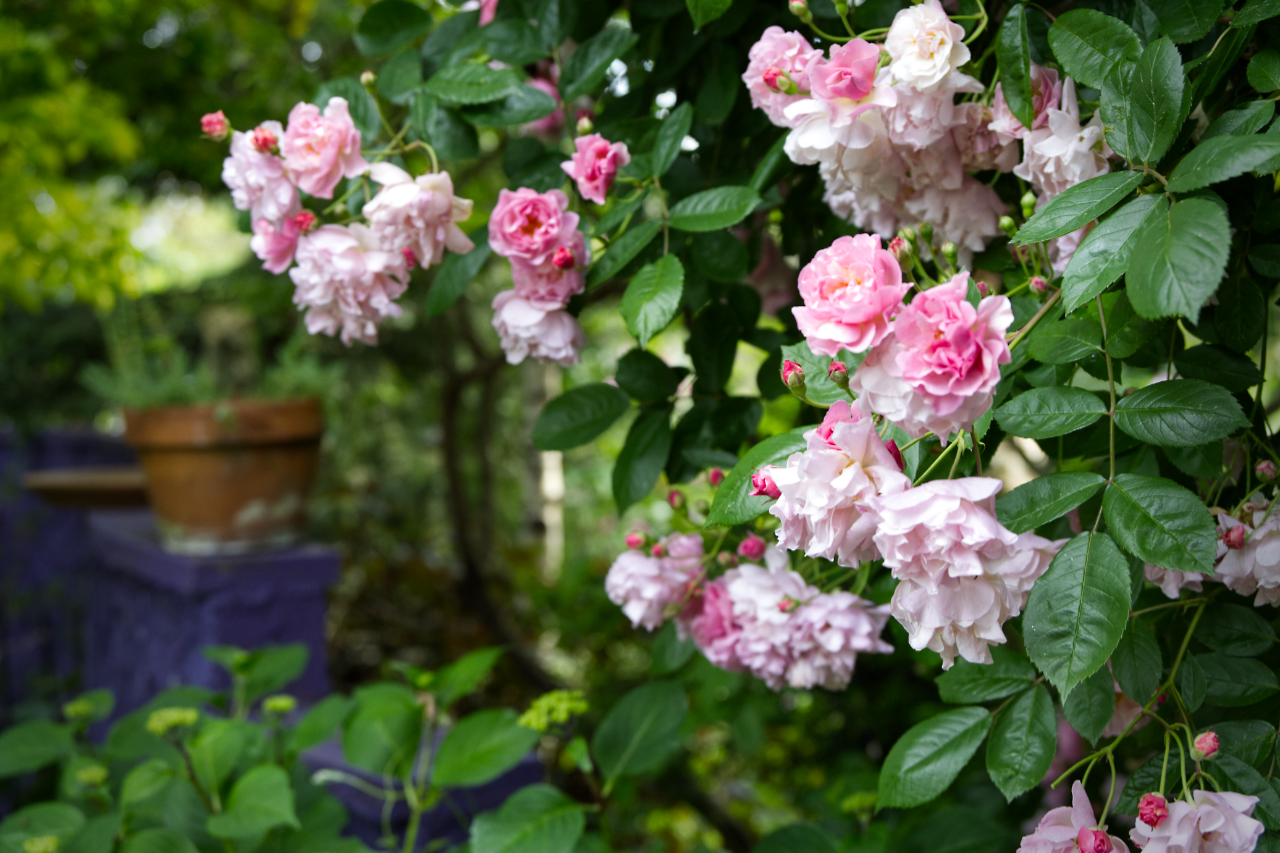 Garden Activities for May