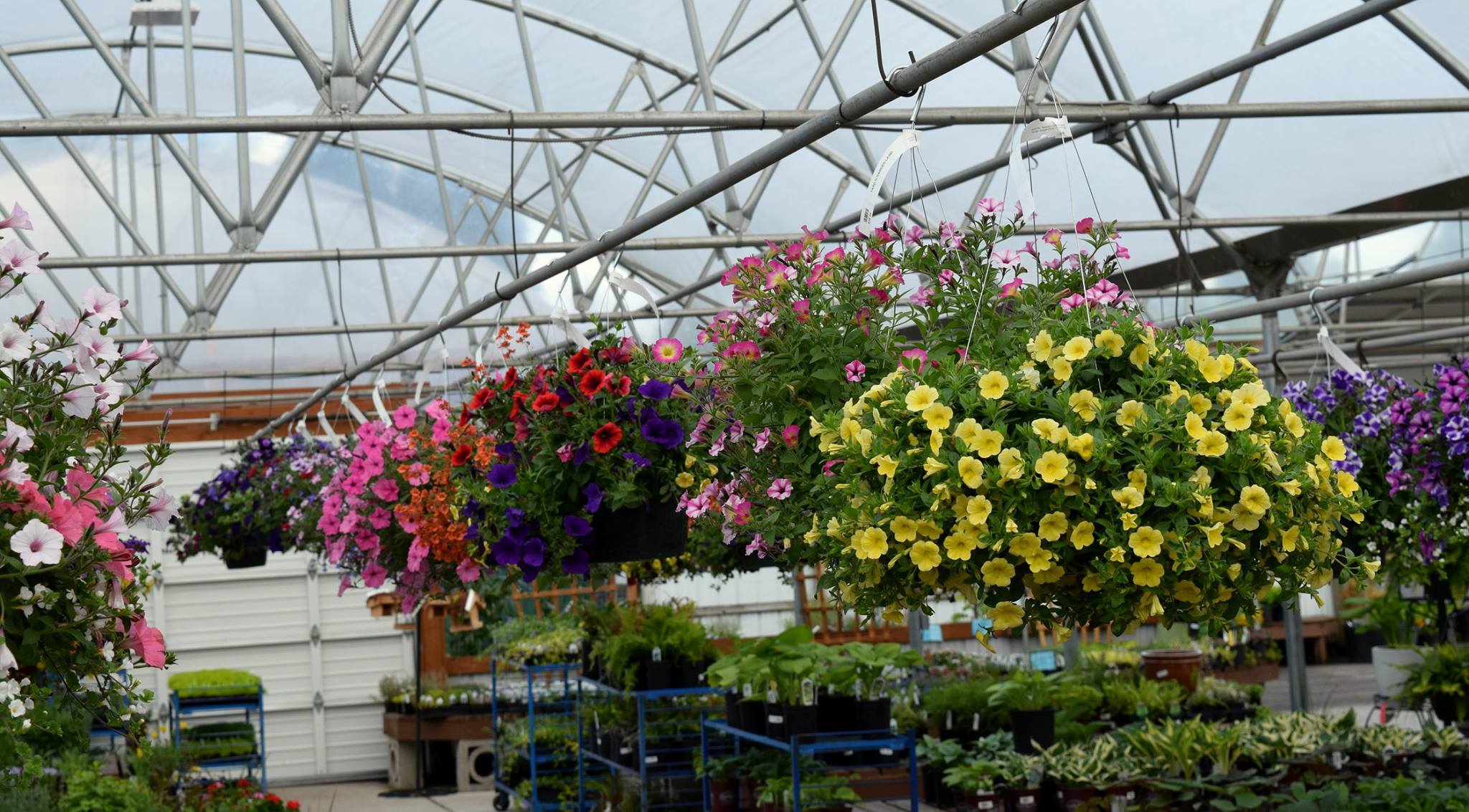 Keeping pots and hanging baskets beautiful through the summer