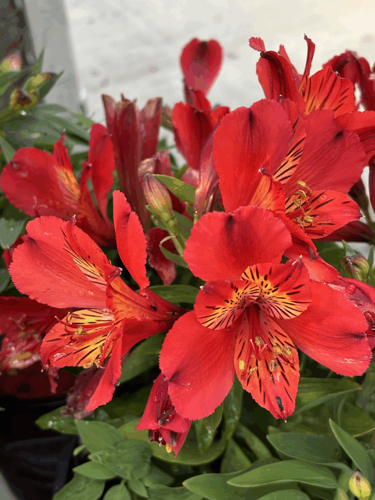 Peruvian Lily (Alstroemeria)