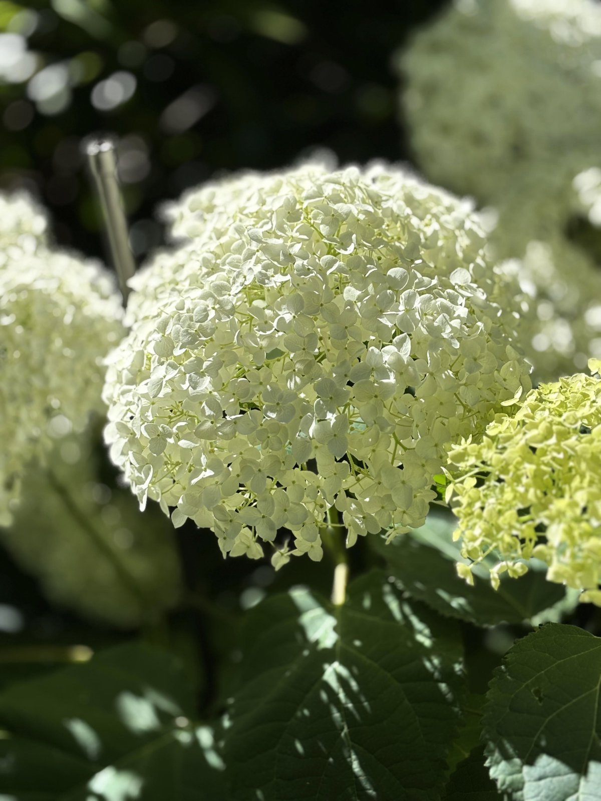 Hydrangea ‘Annabelle’