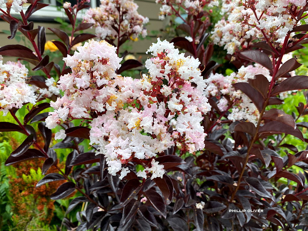 Late Summer Blooming Shrubs