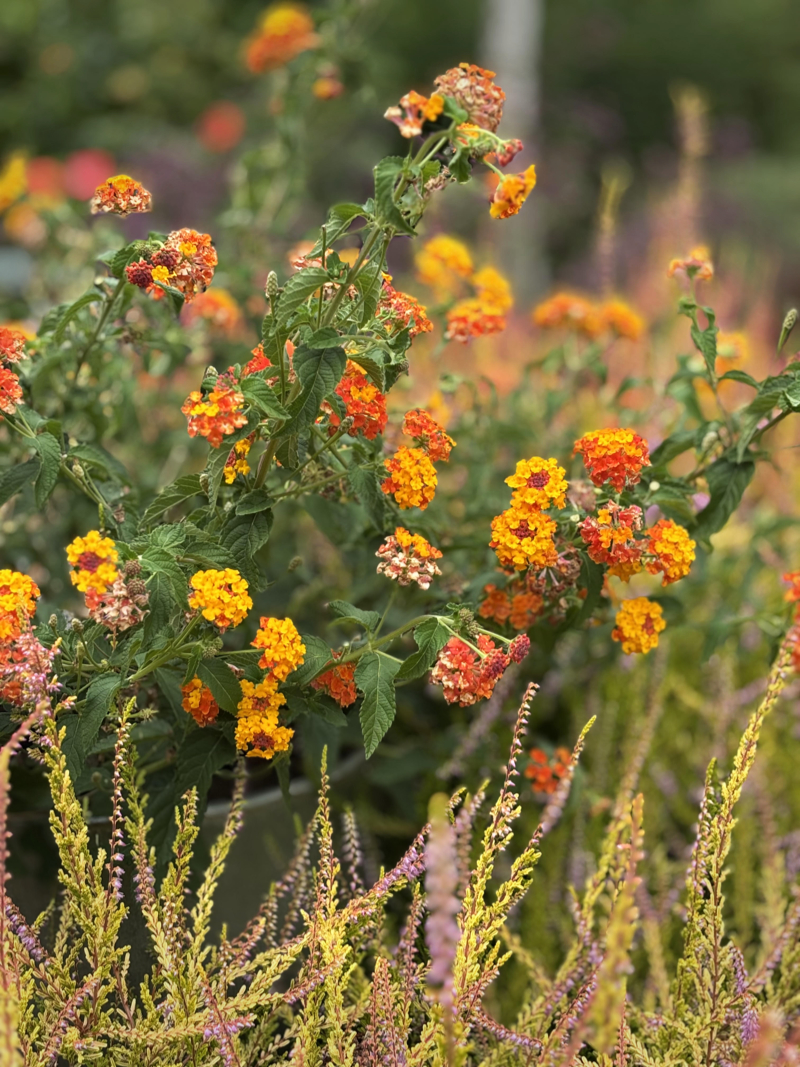 Garden Activities for July