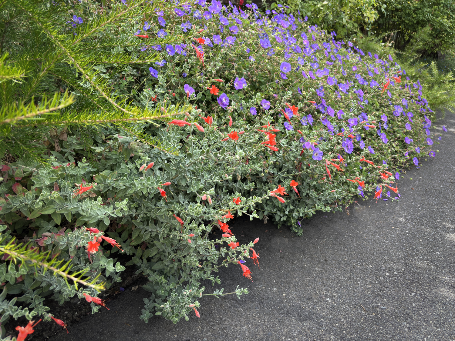 California Fuchsia