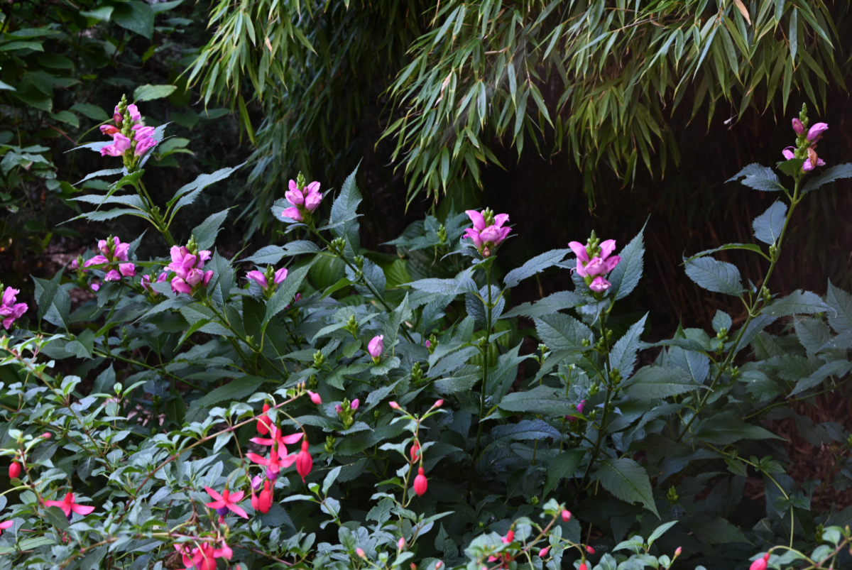 Chelone (Turtlehead)