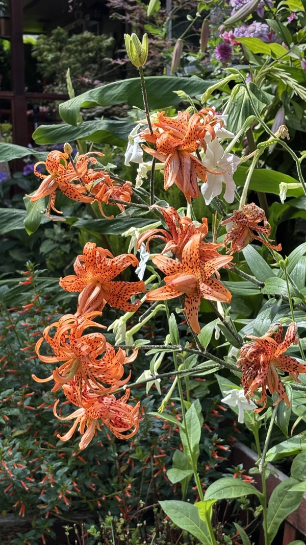 Garden Activities for August