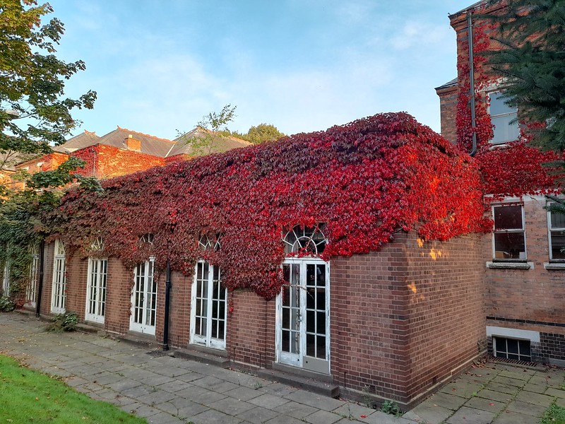 Boston Ivy