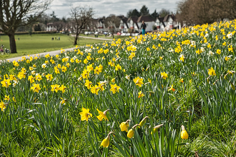 Planting Daffodils