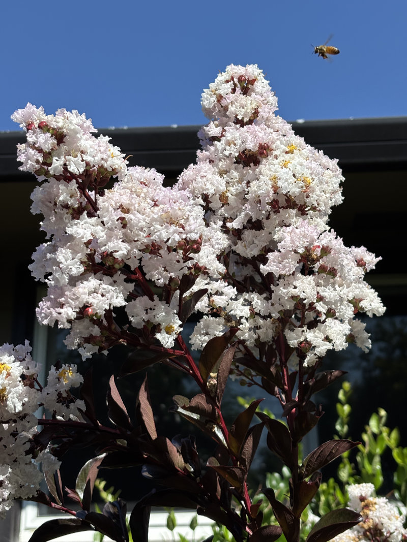 Garden Activities for September