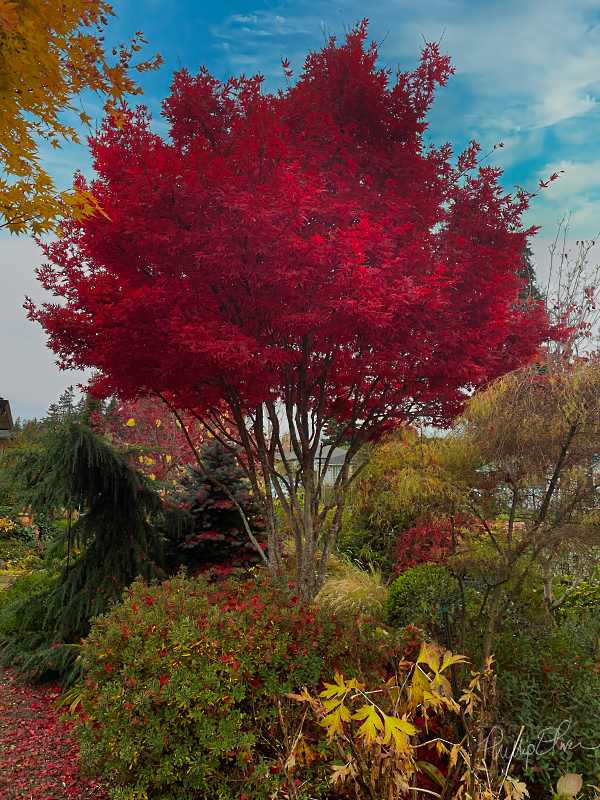 Garden Activities for November