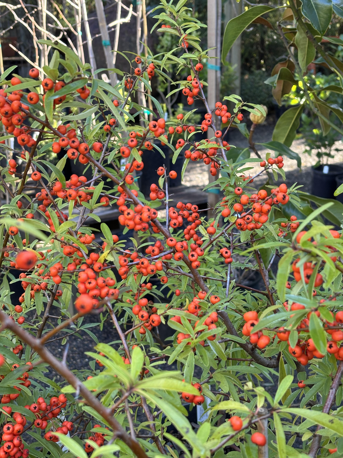Pyracantha
