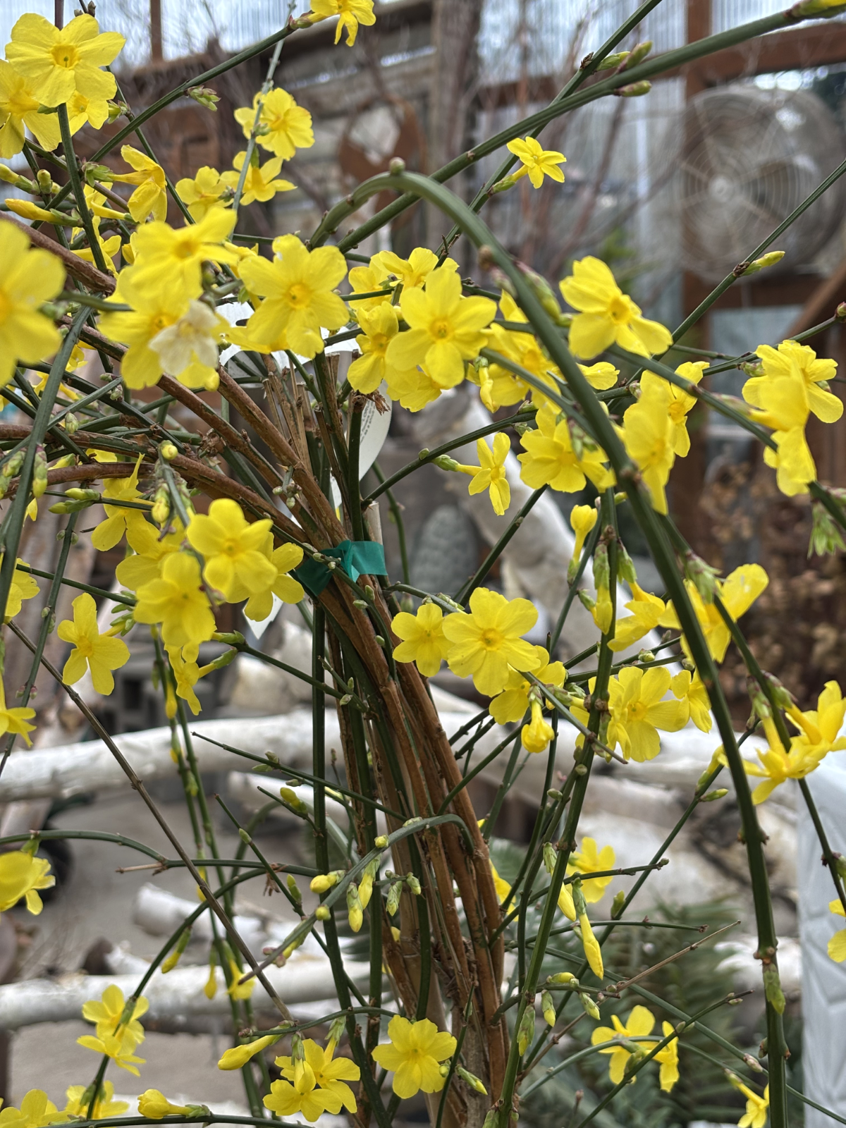 Winter Jasmine
