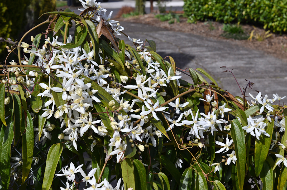 Evergreen Clematis